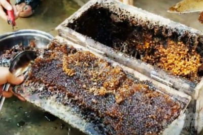 Nuôi ong dú lấy mật, bán trên 1 triệu đồng/lít