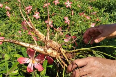 Vợ chồng khởi nghiệp từ niềm yêu thích dược liệu quý Sâm Bố Chính