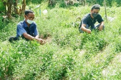 Người Thái tìm mua thảo dược giúp chữa Covid-19