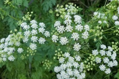 Sâm độc gây suy hô hấp xâm lấn nước Mỹ