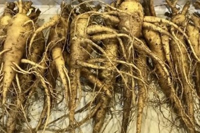 Sâm bố chính đang bị thổi phồng công tác dụng như thuốc tiên giá bán đắt gấp 3,4 lần thực tế