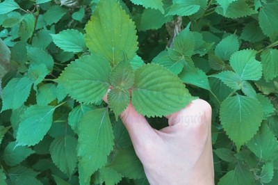 Tía tô giúp giảm ho đờm, khó thở cho người bệnh COVID-19