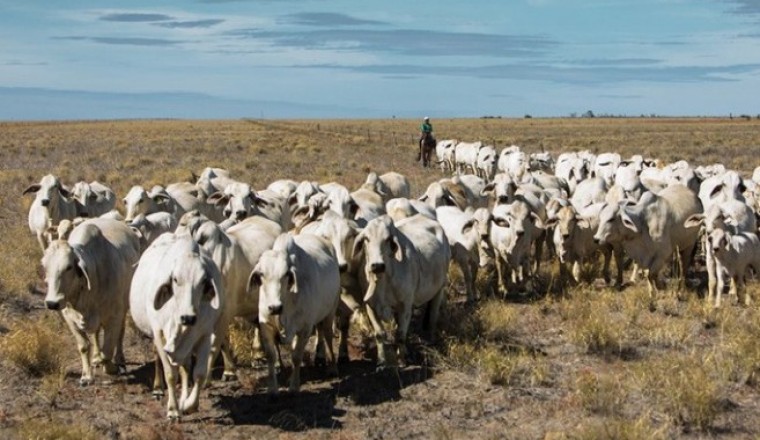 Bò điên diễn biến phức tạp ở Brazil, nhưng doanh nghiệp vẫn nhập khẩu 14.000 con bò về Việt Nam