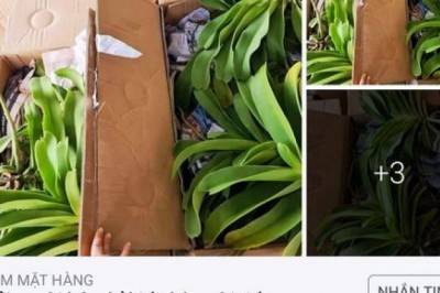 Livestream mua bán lan gần 26,5 tỷ đồng nhưng chưa đăng ký thuế