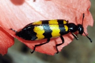 Loài sâu độc gấp nhiều lần thuốc diệt cỏ