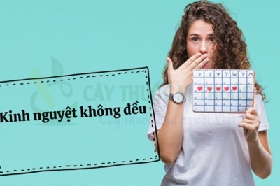 Những món ăn bài thuốc trị kinh nguyệt không đều hiệu quả