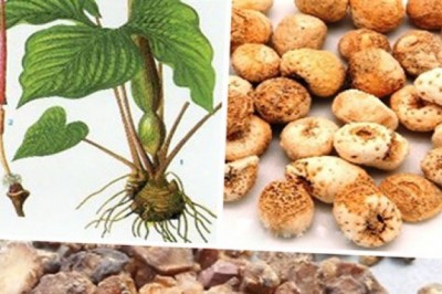 Bán Hạ cây thuốc trị bệnh mất ngủ, viêm họng mạn tính, hen suyễn, ho và nôn mửa khi có thai