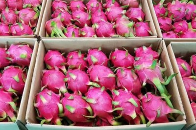 Chuyên gia nói về lý do khiến SARS-CoV-2 bám trên bao bì đựng quả thanh long