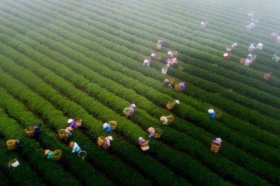 Việt Nam dẫn đầu xuất khẩu trà sang Đài Loan