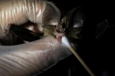 Phát hiện ba virus tương tự nCoV trong dơi ở Lào