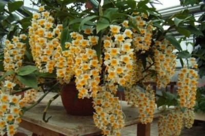 Phát hiện hợp chất điều trị ung thư trong phong lan