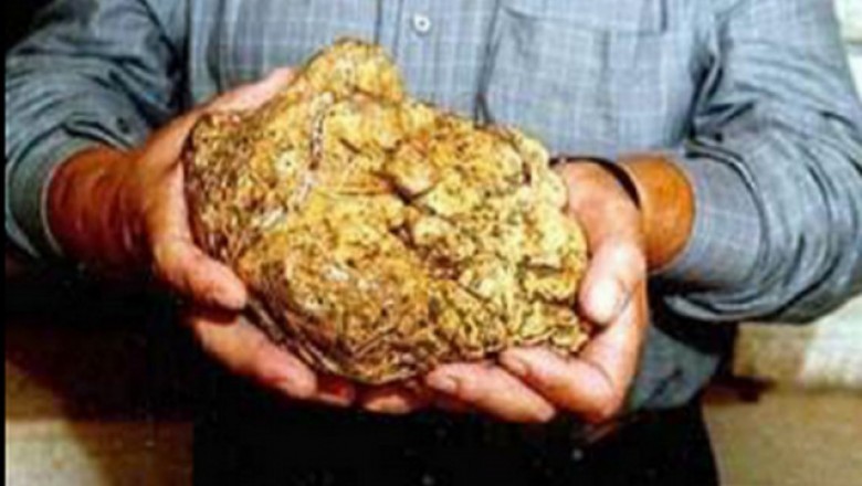 Cây nấm nặng 1,31 kg được trả giá gần 1,2 triệu USD nhưng chủ nhân không bán