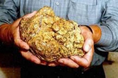 Cây nấm nặng 1,31 kg được trả giá gần 1,2 triệu USD nhưng chủ nhân không bán