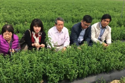 Giáo sư 'khai sinh' cây cỏ ngọt ở Việt Nam