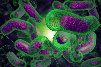 Nhiễm vi khuẩn Vibrio parahaemolyticus là gì?