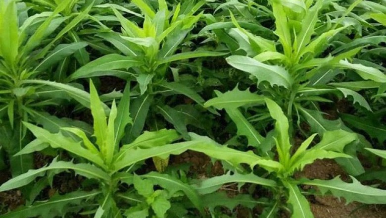 Bài thuốc từ Bồ Công Anh trị bệnh đau dạ dày