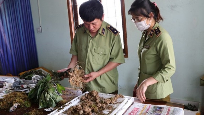 Các sản phẩm sâm giả trà trộn vào 'thủ phủ' sâm Ngọc Linh