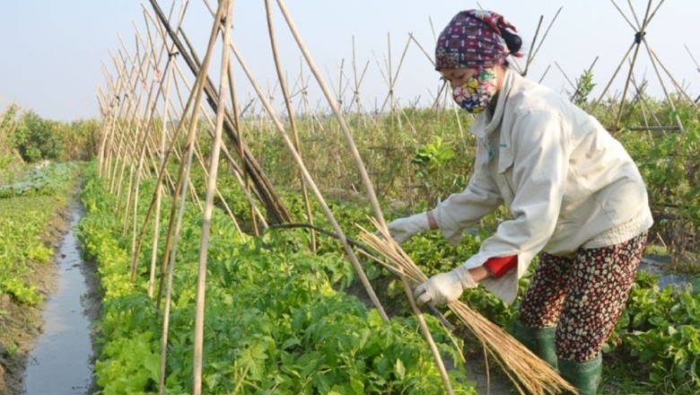 Cơ sở sản xuất, sơ chế rau, quả, chè cần đáp ứng yêu cầu QCVN nào?