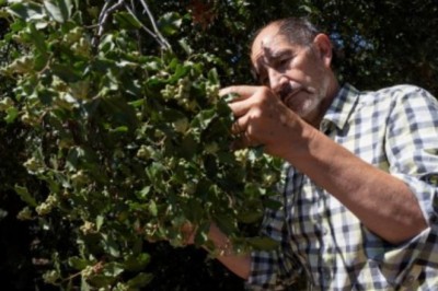 Loại cây quý hiếm chỉ có ở Chile này có thể tạo ra 4,4 tỷ liều vắc-xin COVID-19