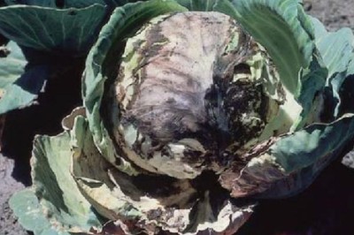 Sri Lanka 'tố' phân bón hữu cơ Trung Quốc nhiễm vi khuẩn gây hại