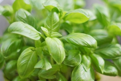 Phát hiện hợp chất ngăn bệnh Alzheimer trong cây húng tây