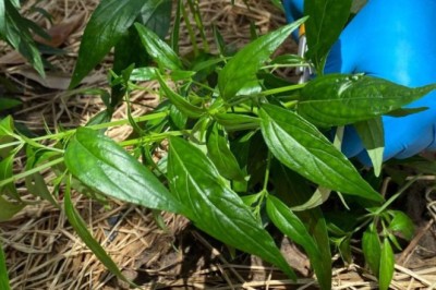 Thái Lan sử dụng thảo dược 'rẻ và hiệu quả' điều trị COVID-19 như thế nào