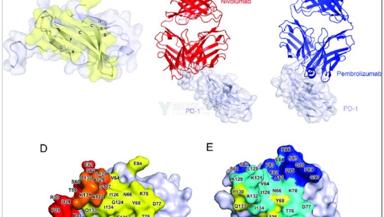 Cảnh báo thuốc pembrolizumab điều trị ung thư có thể làm tiêu cơ vân