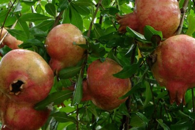 12 tác dụng chữa bệnh từ cây quả lựu