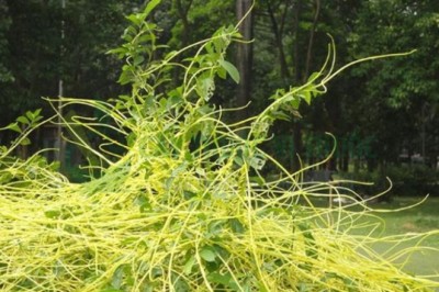 Phòng trị sỏi tiết niệu bằng y học cổ truyền