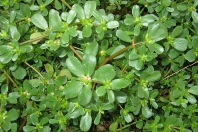 Rau sam trị lỵ, sỏi tiết niệu