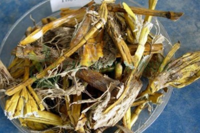 Thạch hộc, vị thuốc bổ âm chữa nhiều bệnh