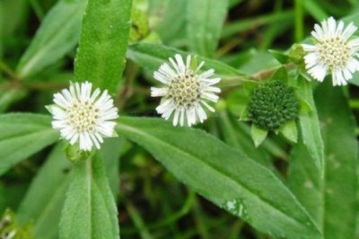 Người Việt đang bỏ qua vị thuốc quý mọc dại đầy bờ ruộng: Bổ thận âm, dưỡng gan yếu