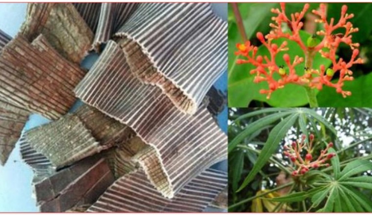 Tổng hợp những cây thảo dược có tác dụng làm giảm huyết áp