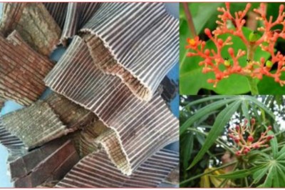 Tổng hợp những cây thảo dược có tác dụng làm giảm huyết áp