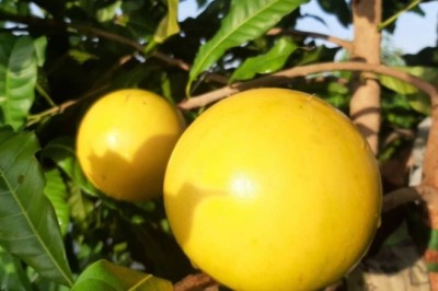 Vú sữa vàng trồng ở Việt Nam gần 200.000 đồng một kg