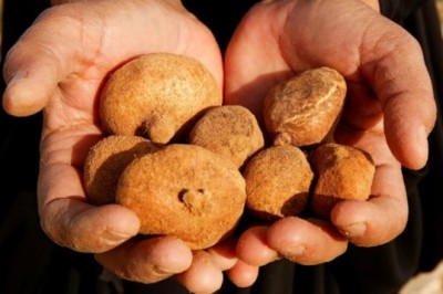 Loại nấm truffle mọc trên sa mạc ở Trung Đông