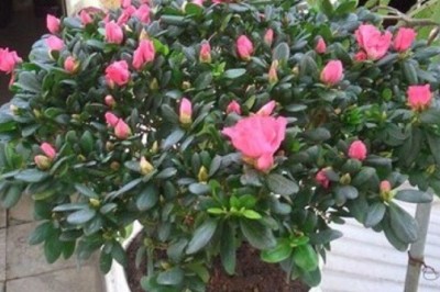 Cây hoa đỗ quyên công dụng và những bài thuốc thường dùng