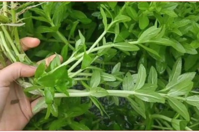 Cây rau ngổ, gọi là rau ngổ thơm, ngổ trâu, cúc nước - Enydra fluctuans lour