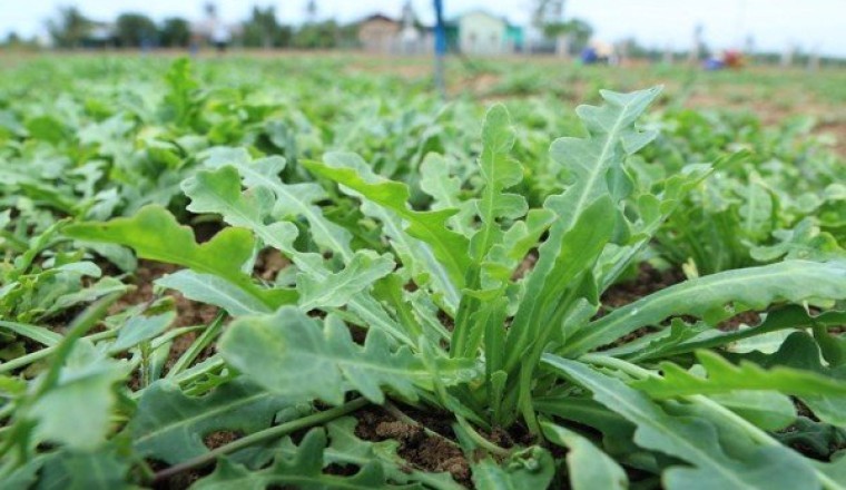 Triển khai nghiên cứu sản phẩm từ cây thuốc Sa Sâm Việt