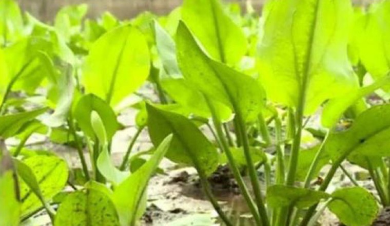 Bài thuốc chữa bệnh từ cây trạch tả