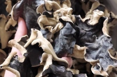 Công dụng và những bài thuốc chữa bệnh từ mộc nhĩ đen