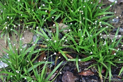 Cây cỏ dùi trống và những bài thuốc chữa các bệnh về mắt ở người lớn và trẻ em