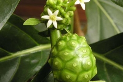 Những tác dụng của nước ép trái Nhàu