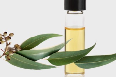Tác dụng của tinh dầu khuynh diệp trong chăm sóc sức khỏe, làm đẹp và những lưu ý khi dùng