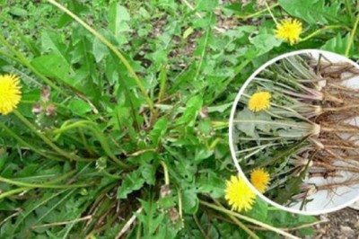 11 bài thuốc tốt cho phổi, tiêu viêm từ bồ công anh