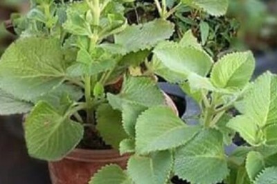 Tác dụng của cây Húng Chanh