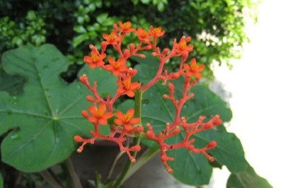 Loại cây bồi bổ sức mạnh quý ông, trị căn bệnh nguy hiểm gây biến chứng vô sinh ở nam giới