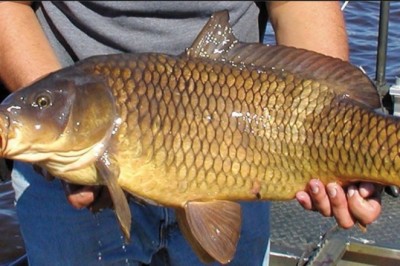 Ăn Cá Chép có tác dụng gì?