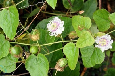 Lạc Tiên vị thuốc giúp an thần, chữa mất ngủ