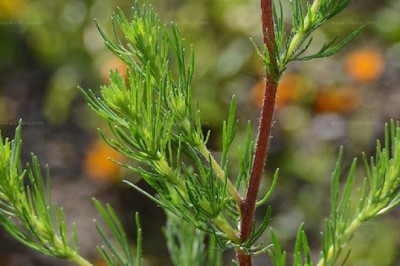 Nghiên cứu chiết xuất lá của 1 loại cây châu Á: 'Thuốc trường sinh' Tần Thủy Hoàng ao ước?